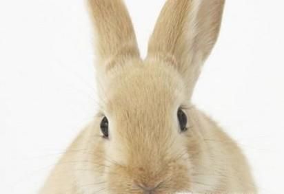 兔子容易死的情况
