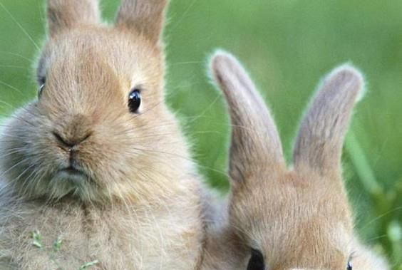 兔子容易死的情况