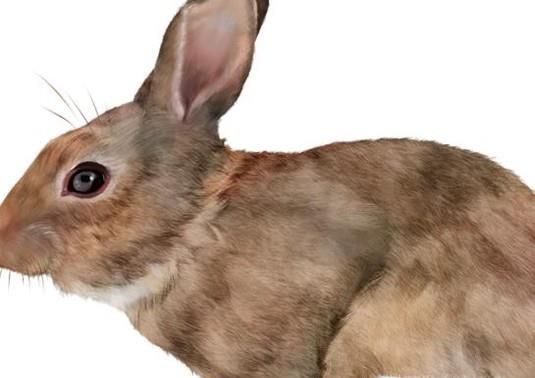 兔子容易死的情况