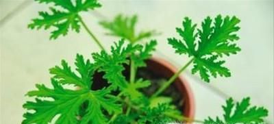 9招驱蚊大招让夏天不再烦恼！