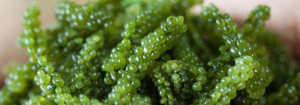 海葡萄要泡多久