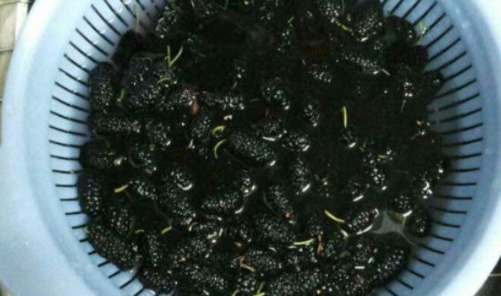 桑葚怎样熬成桑葚酱