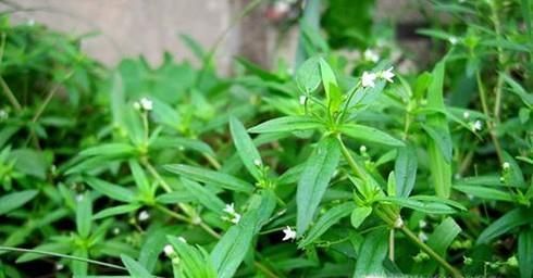 夏季如何预防蚊虫叮咬？