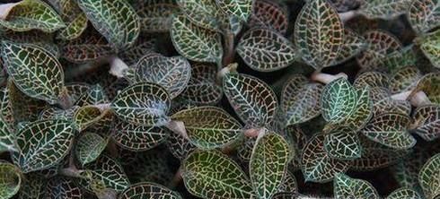 夏季如何预防蚊虫叮咬？