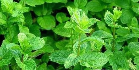 夏季如何预防蚊虫叮咬？