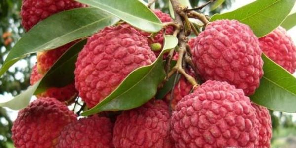 哪些水果不宜放冰箱保存