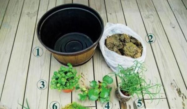 如何使用泥瓦缸养鱼