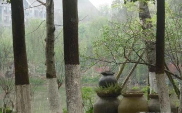 如何使用泥瓦缸养鱼