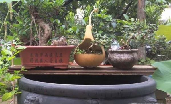 如何使用泥瓦缸养鱼