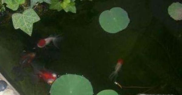 如何使用泥瓦缸养鱼