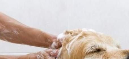 狗狗洗完澡怎么快速弄干毛 狗狗洗澡吹干方法