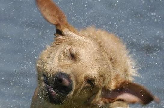 狗狗洗完澡怎么快速弄干毛 狗狗洗澡吹干方法