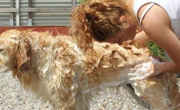 狗狗洗完澡怎么快速弄干毛 狗狗洗澡吹干方法