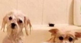 狗狗洗完澡怎么快速弄干毛 狗狗洗澡吹干方法