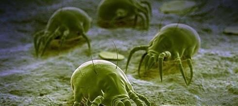 螨虫有什么危害？如何预防螨虫？