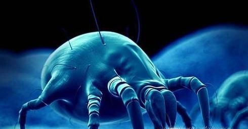 螨虫有什么危害？如何预防螨虫？