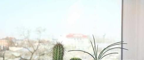 螨虫有什么危害？如何预防螨虫？