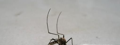 炎热的夏天驱蚊有哪些工具？