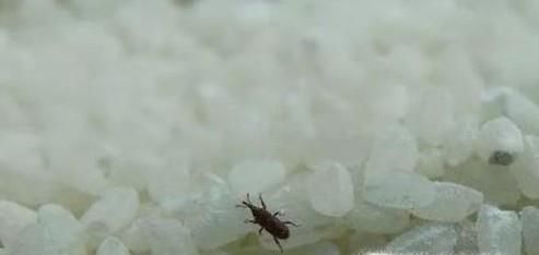 大米生虫怎么办？怎么储存大米防止生虫？