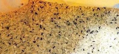 大米生虫怎么办？怎么储存大米防止生虫？