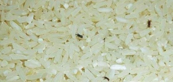 大米生虫怎么办？怎么储存大米防止生虫？