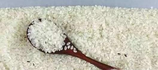 大米生虫怎么办？怎么储存大米防止生虫？