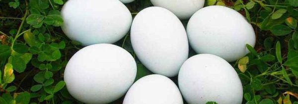 鹅蛋不能和什么蔬菜一起吃