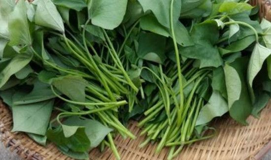 薯叶的功效与作用禁忌