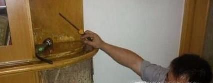 家里发现（水蚁）白蚁怎么办