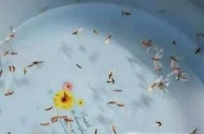 家里发现（水蚁）白蚁怎么办