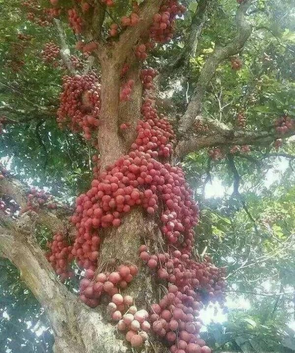 如何区分农眼树和荔枝树？