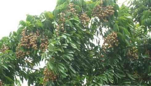 如何区分农眼树和荔枝树？