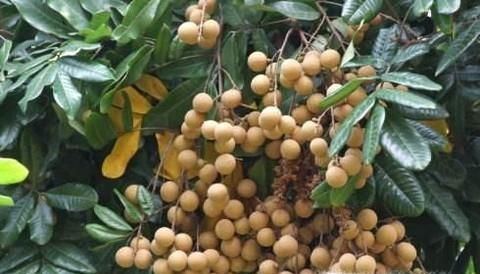 如何区分农眼树和荔枝树？