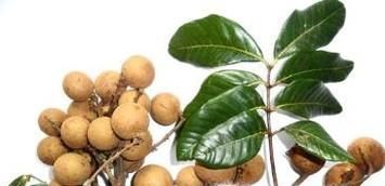 如何区分农眼树和荔枝树？