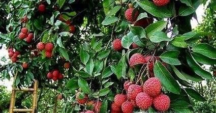 如何区分农眼树和荔枝树？