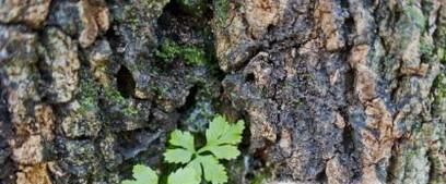 如何区分农眼树和荔枝树？