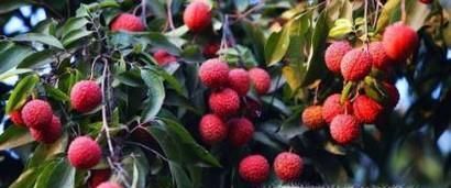 如何区分农眼树和荔枝树？