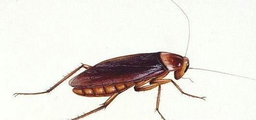 有蟑螂了，是踩还是不踩