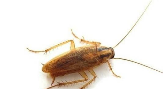 有蟑螂了，是踩还是不踩