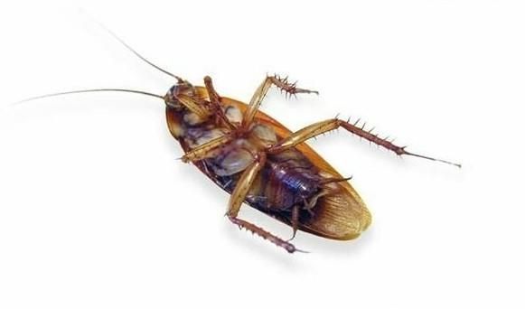 有蟑螂了，是踩还是不踩