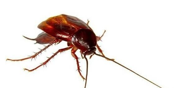 有蟑螂了，是踩还是不踩