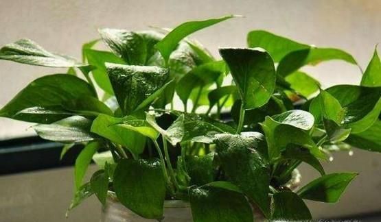 夏天怎样才能不让蚊子进入你的房间