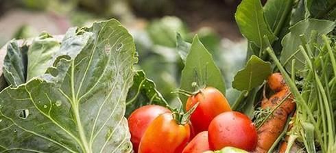 吃反季蔬果需要注意什么？