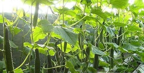 吃反季蔬果需要注意什么？