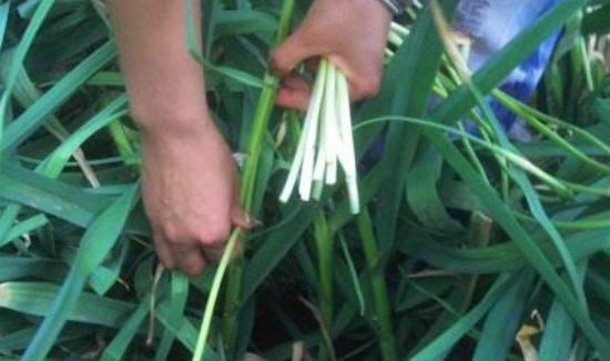 怎么拔蒜苔不会断