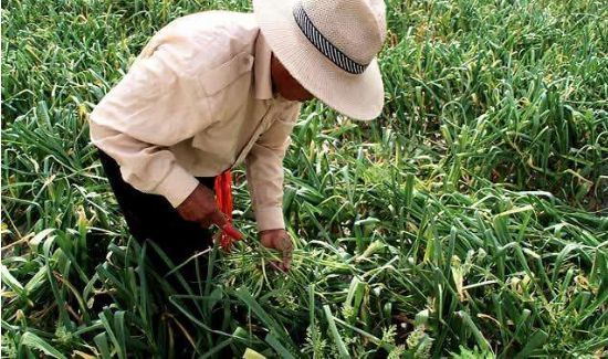 怎么拔蒜苔不会断