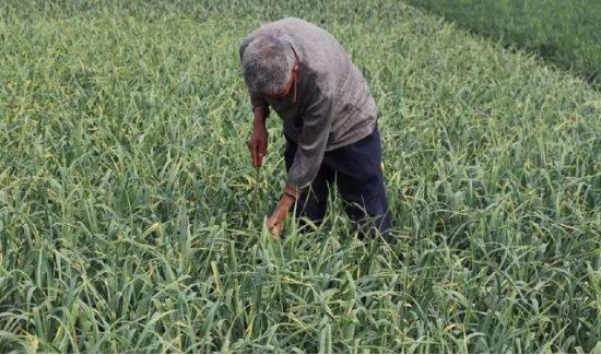 怎么拔蒜苔不会断