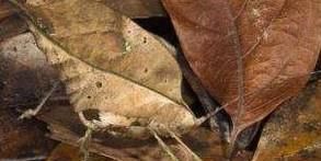 怎么彻底根除红蜘蛛