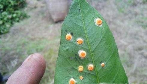 怎么彻底根除红蜘蛛