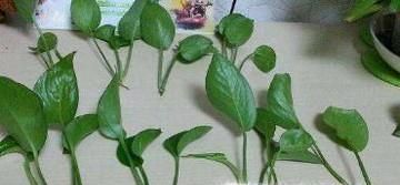 怎么彻底根除红蜘蛛